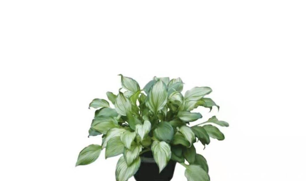 #马蹄莲#卧室如何进行绿植布置!