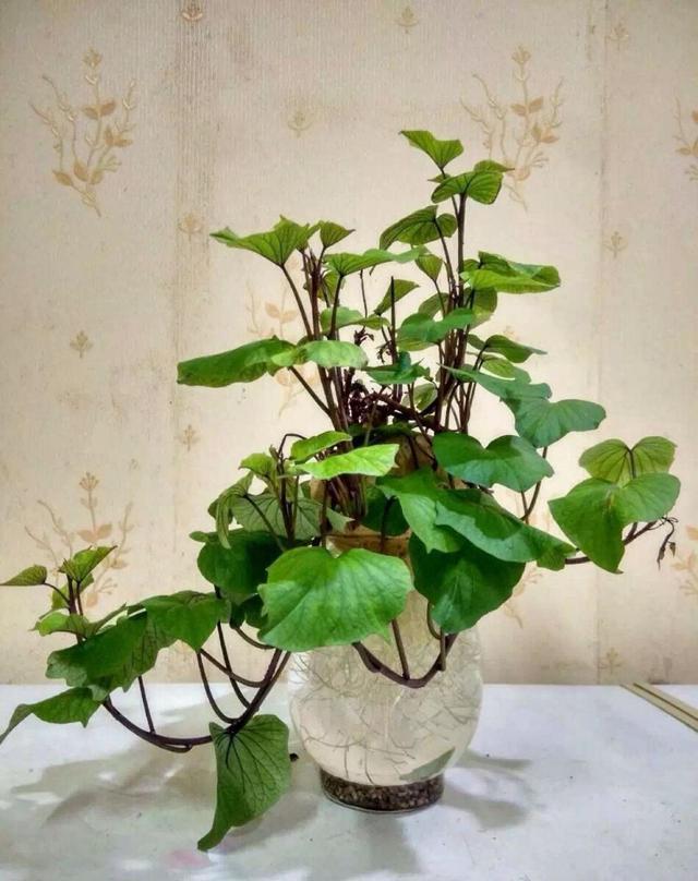 「吃不完」将吃不完的蔬菜头,简单一处理,就可以变成清新自然的盆栽!