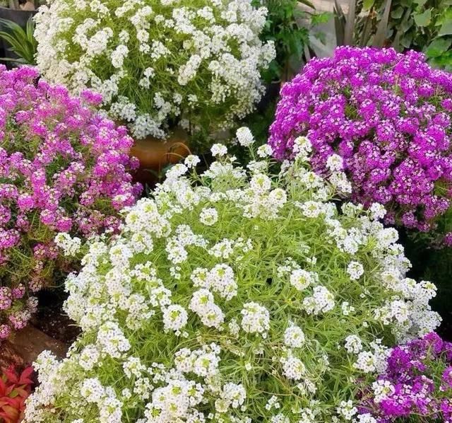  「排水良好」家里养这五种“香香花”，满堂生香，跟空气清新剂说拜拜