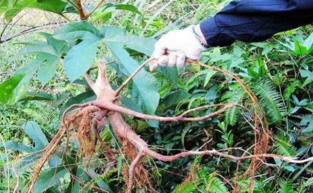  「桃树」这植物叫桃树却不是桃，能入药能煲汤，如今市面上80一