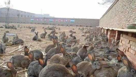 农村90后小伙不去打工，在山里搞养殖，一年收入40多万