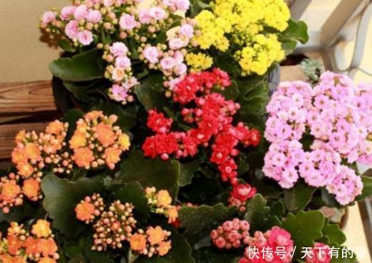 『简简单单』这3种花真是懒人必备,越勤快越养不活,简简单单才能花爆满盆
