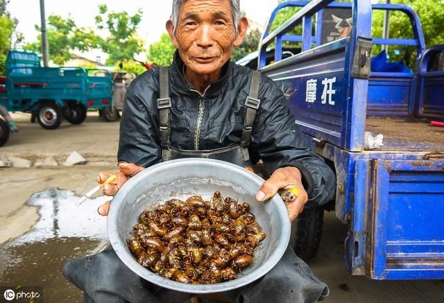 三伏天，农村又响起了它的声音，它是什么？什么原因让老农爱养？