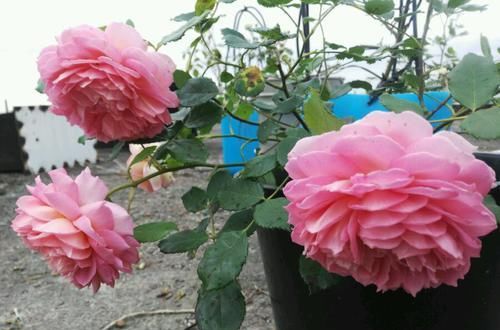  『开花真』谁说月光族就不配养花？这20种月季花月薪3000也能养