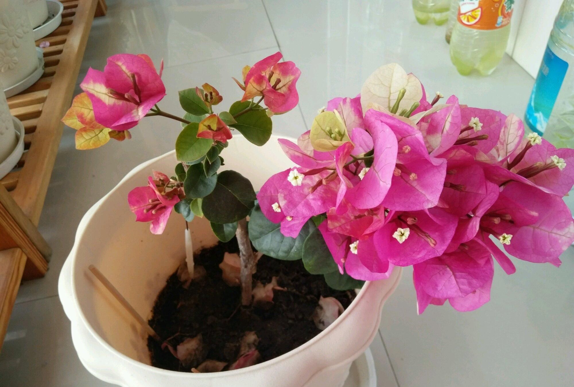  #画报#盛花期的三角梅画报，做到4点，可以延长30天观花期而不掉花