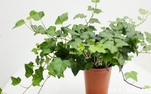  「常青藤」养常青藤，教你“几招”，半个月长成瀑布，夏天家里贼凉快