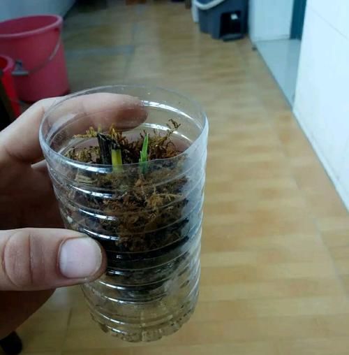  「芦头」兰花芦头只剩一个芽子了还能活吗？水苔捂一捂，一个月有惊喜