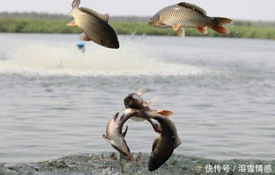  【栖息地】曾经的“长江霸王”， 如今被逼出国，只剩最后一块栖