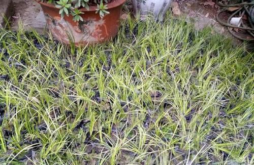  值得：菖蒲做盆景居然这么美，养菖蒲这些妙招值得学习，不黄叶干尖