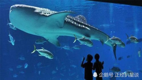 世界第一的水族馆住着鲸鲨和鲸鱼，安检程序无比严格