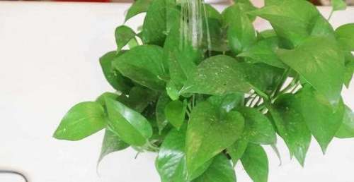 废旧塑料瓶随手就扔？教你几招，变成生活小帮手