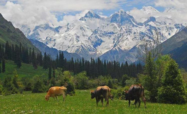 不用再去国外，去了新疆就等于去了全世界，不信你看！