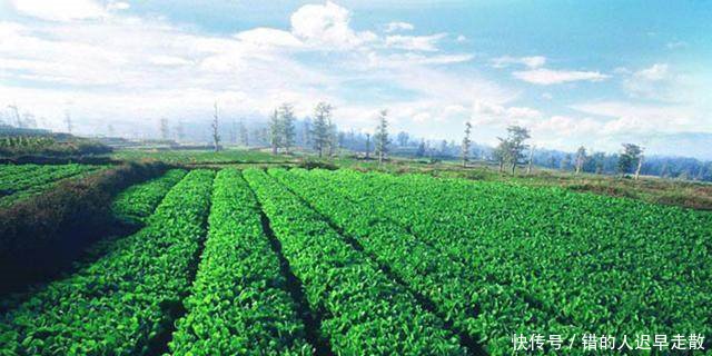 补贴面临取消，明年起农村补贴将进行大幅调整，有些人尴尬了