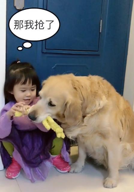宝宝想找金毛借玩具玩,金毛不同意宝宝却要硬