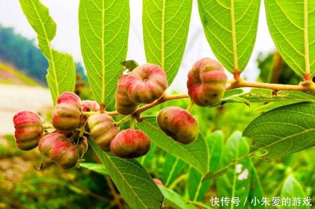 一种植物,人称“树南瓜”,80元一斤农民不愿意卖,盆栽很漂亮！