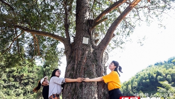 临武县:五株特大野生红豆杉并立而生 树龄500多年