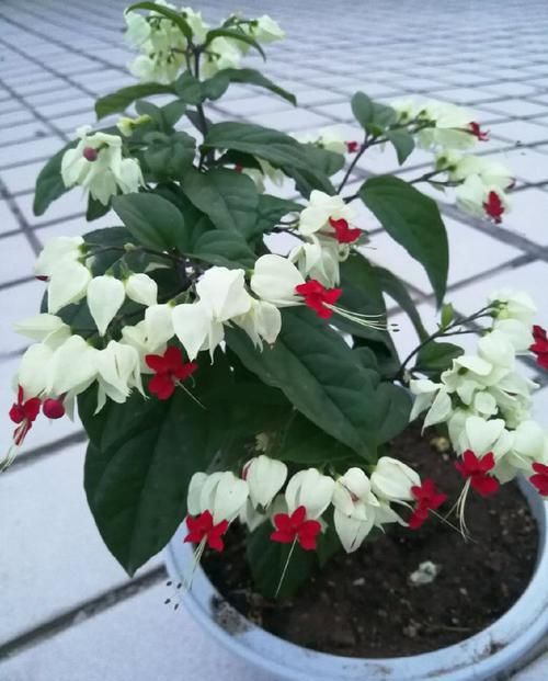  『太阳花』天再热也能养好的几款花，简单好养美美哒，阳台变花海