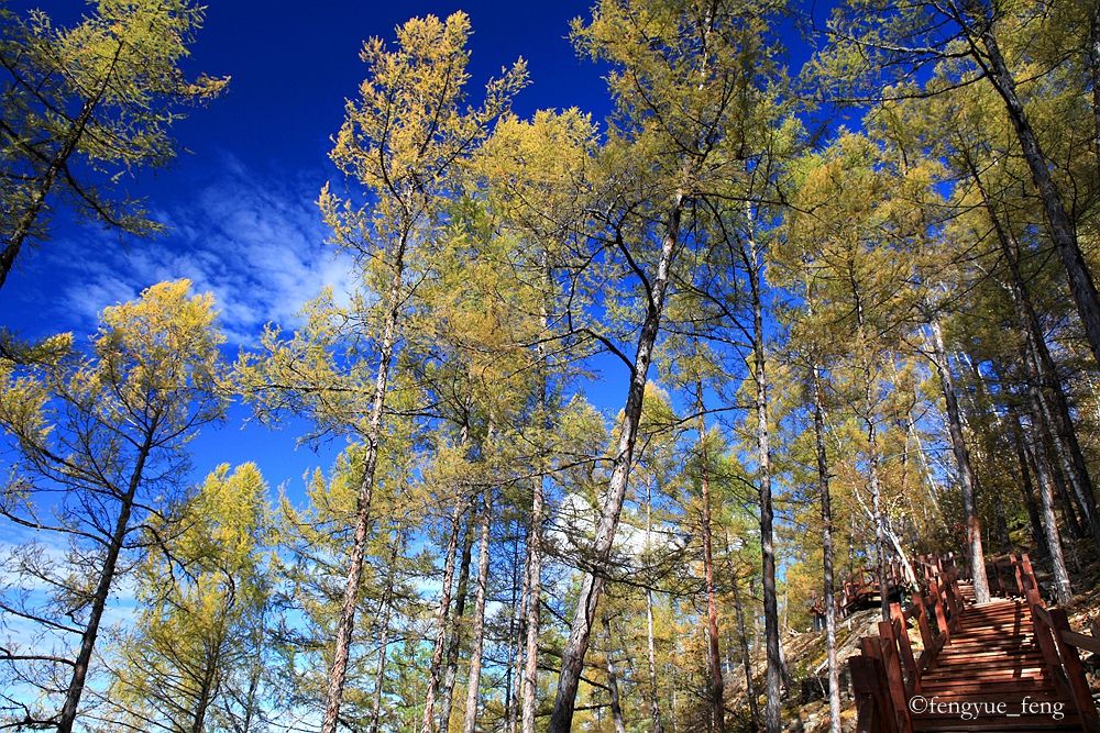 大兴安岭特大火灾澳洲火灾