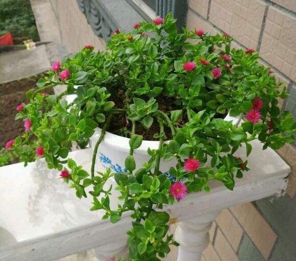  『花和叶』这4种不同的吊兰，一个枝条就能种，花和叶都漂亮，四个月长满盆