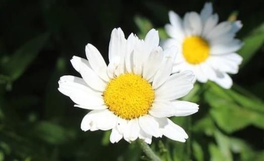  『小花』此5款小花最好养，花朵粉嫩丰腴，娇憨可爱，阳台变百花园，大气