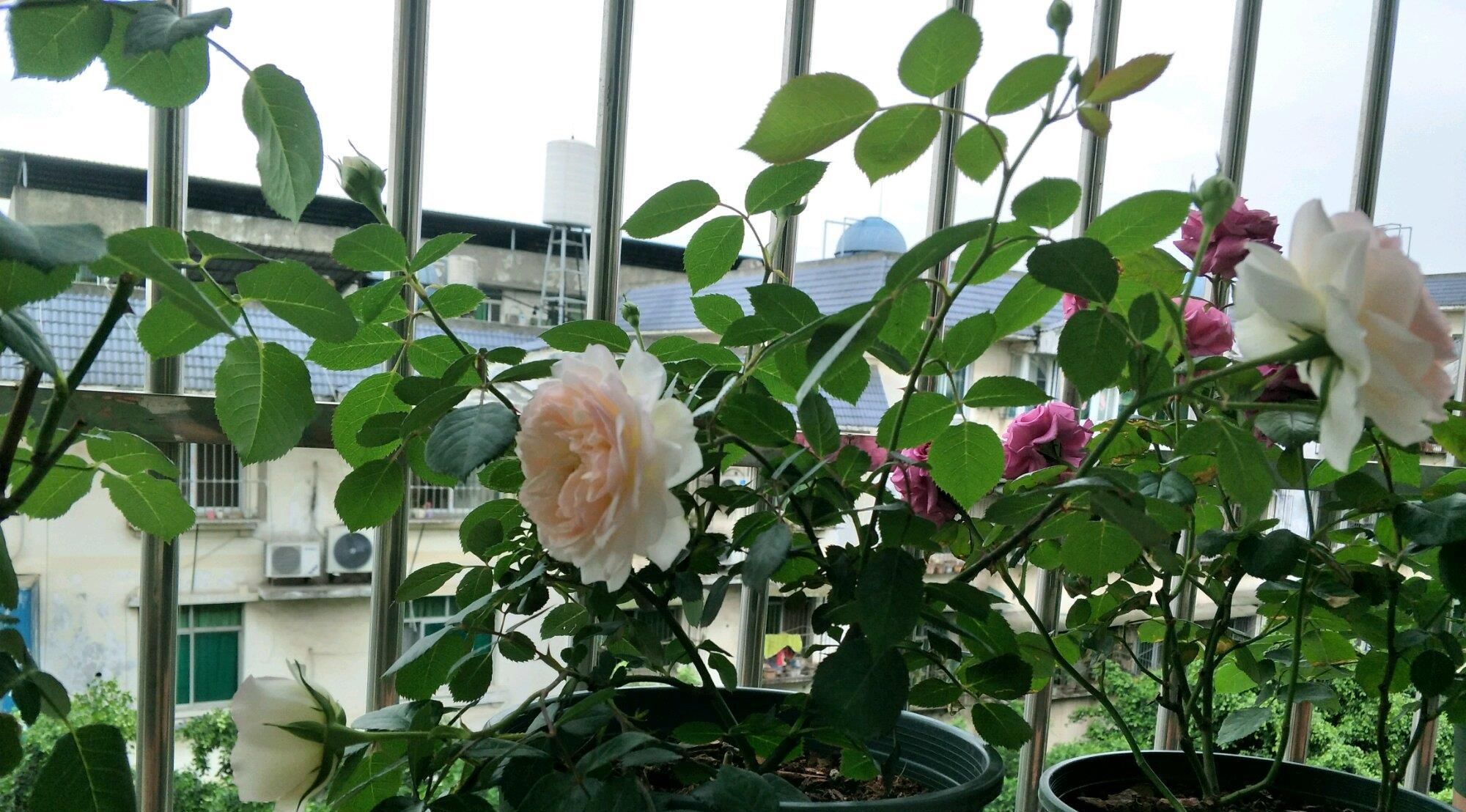 「牡丹」世界最美月季之一，不输牡丹玫瑰，仙气十足，花期长，盆栽也可以