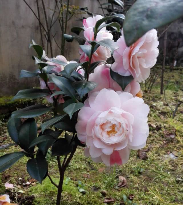 『一树多色花大色艳』中国产的世界名花,一树多色花大色艳,颜值不输“花中之王”!