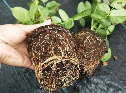 「营养」月季扦插的弱苗怎样养壮实?营养是关键,光照不能少,养根是基本