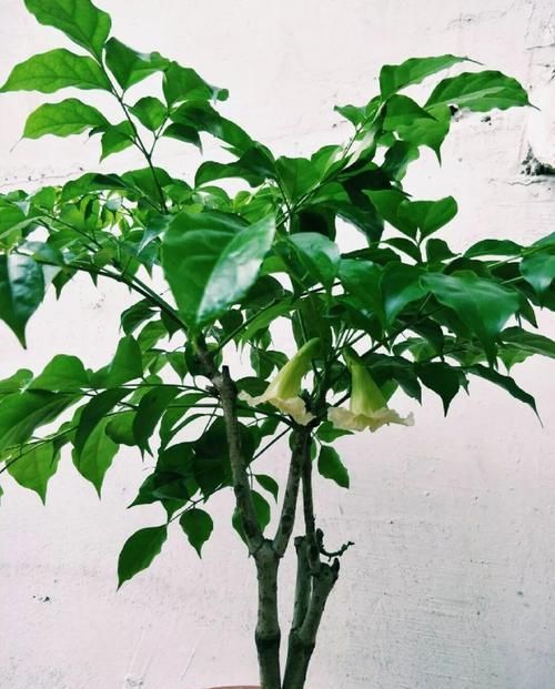  [油绿]5种寓意超好的花，没有院子也能养，叶子油绿一年比一年茂盛！