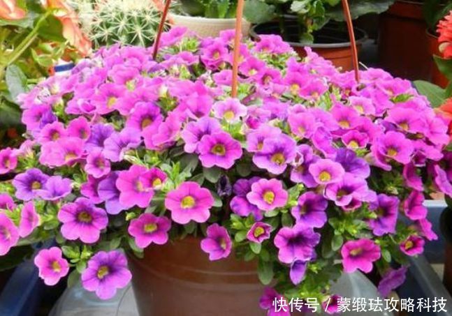  懒人@懒人就养“4种花”，给点阳光就灿烂，花开一茬接一茬！