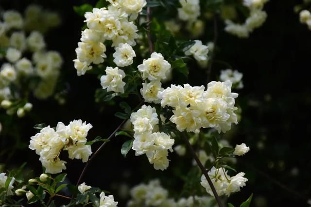 麻叶绣线:春花含情付春光,蔷薇园里漫芬芳
