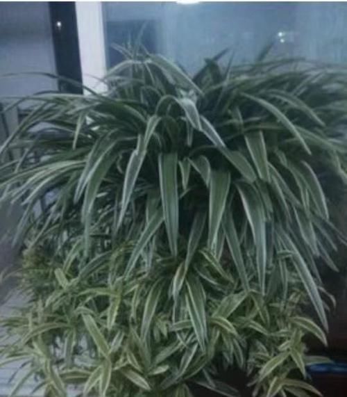  懒人：懒人耐阴植物金边吊兰养护繁茂有垂掉枝的技巧，有哪些注意事项