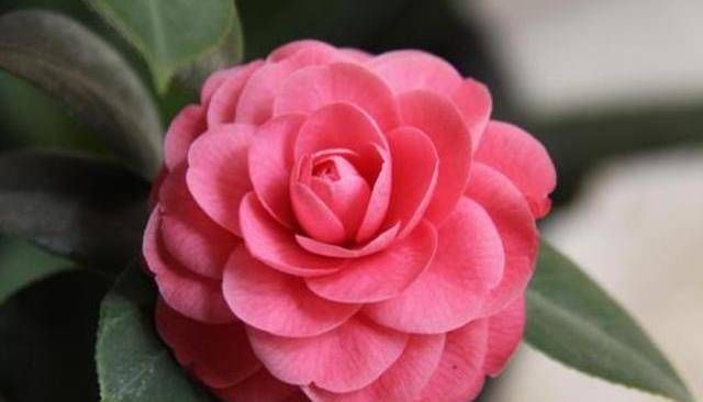  叶子：3种花养起来不花钱，摘片叶子扔盆里就能活，好养易活爆盆简单