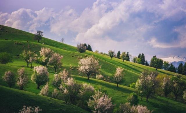 国内草原排行榜 中国草原景点最顶级的有哪些