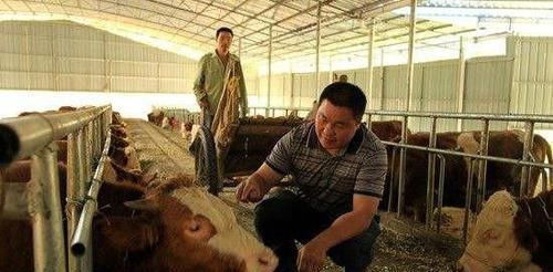  「道理」“姨夫不是亲，牛屎不是粪”，这个农村俗语，折射出了什么道理？