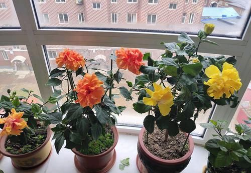  彩纸■“高档玫瑰”彩纸口红，花开如唇彩，灵动美艳，可以说是精品