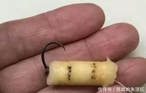  『真心』“香蕉钓鱼法”钓鲫鱼真心不错，基本1斤以上，1根能用一天