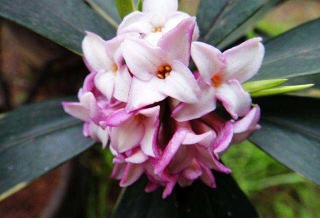 「阳台」养花就养3种“开花机器”,开花爆盆花量大,阳台宛如人间仙境