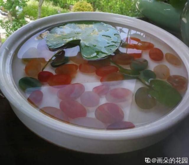  『简直』只用水不用土的植物，一片叶子就开花，简直太神奇了！