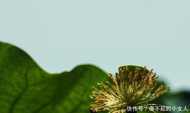 苏北小镇，隐藏着万亩荷花荡