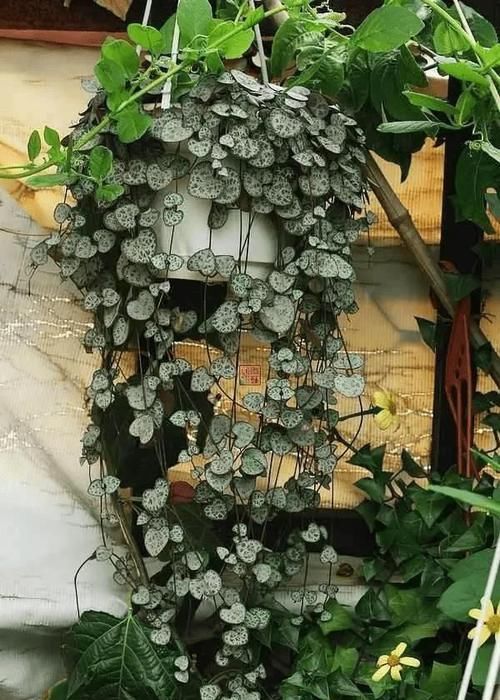 爱之蔓:这7种垂吊植物美翻了,你还在养绿萝、吊兰吗?