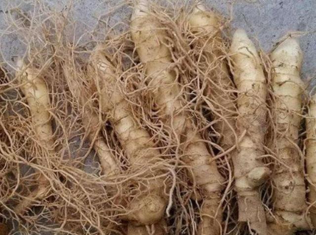 农村深山有这么一种珍贵的野草，药用价值非常高，你们见过吗？