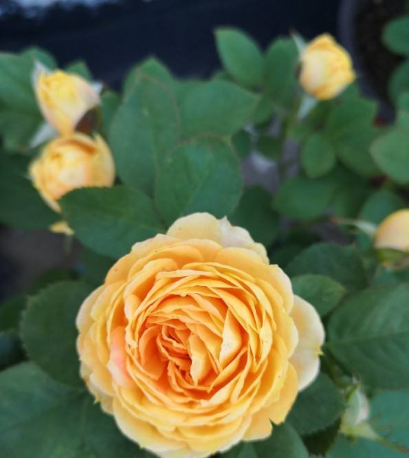  「养分」这3种花,花后狠心剪一刀,来年呼呼爆满盆,亲朋好友来围观!