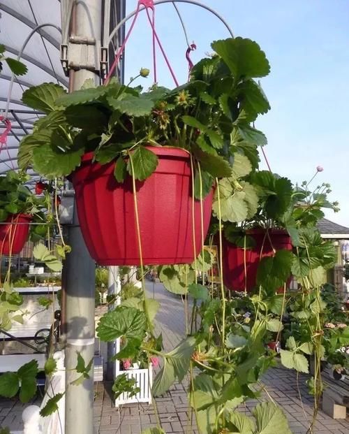 室内的植物■室内布置花园有几点要注意,这4点特关键