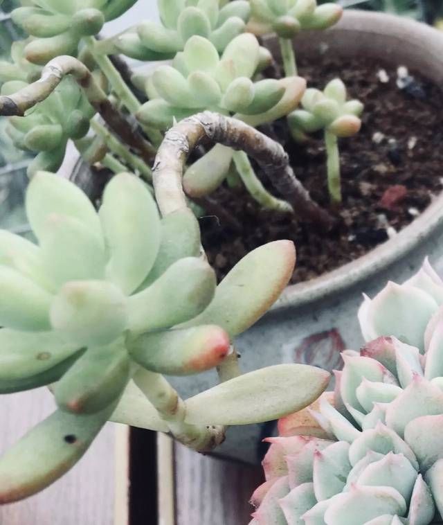  【花青素】多肉想要更艳丽，我们应该这样做！