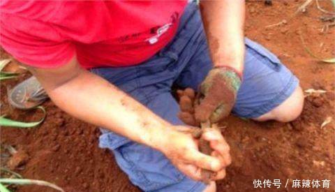  「想到」农村老汉在田地里挖地瓜，没想到还有意外收获，老汉顿