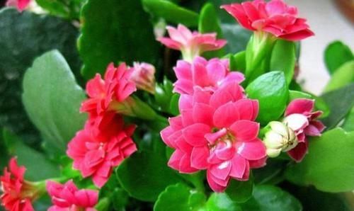  花钱买■养“3种花”，不用花钱买，掐片叶“插”土里，10天冒大肥根
