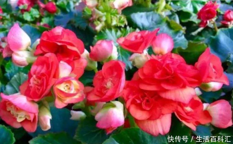『不妨』夏天养花,不妨养这5款花,花开硕大,花色鲜艳美丽