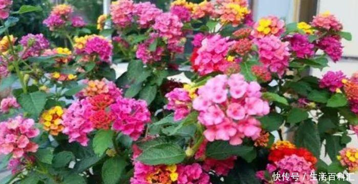 「适合」几种小花很耐热,越热开花越旺盛,夏天养最适合,开花不断美爆了