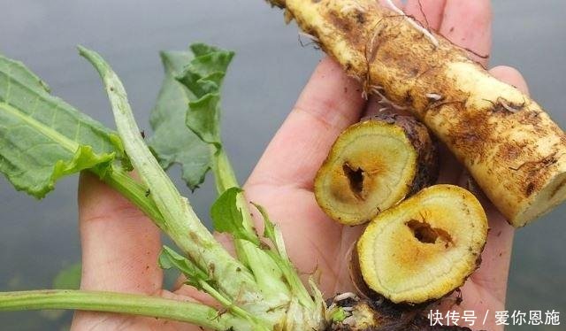 以前农村人叫它“救命王”，如今可遇不可求，见到千万别拔根！