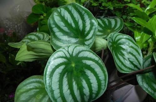  『植物』这植物的叶子就跟西瓜似得，不注意看真以为是西瓜